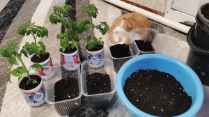 Пересаживаю рассаду томатов для раннего урожая 11 марта сезон 2026!