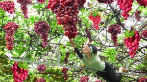 Урожай зимнего винограда отправляется на местный рынок. Подготовка и сбор урожая.
