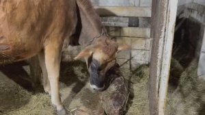 ОТЁЛ КОРОВЫ ДЖЕРСИ