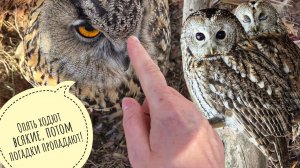 Сова Ёль контролирует уборку своего вольера. Ямку не трогать! Серые неясыти тоже не рады суете