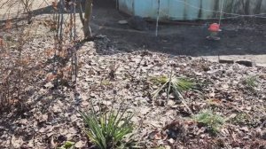 Дачный сезон открыли! Первая весенняя обработка сада.