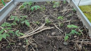 Обрабатываем грядки от сорняков