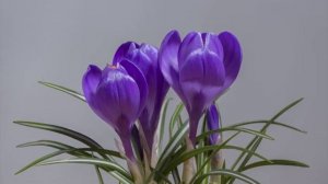 УТРО ИНГУШЕТИИ 110326