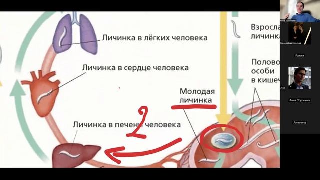 Круглые черви. Кольчатые черви