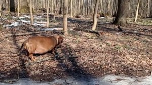 181 2021.04.11_10.22.55 Маня на весенней прогулке.