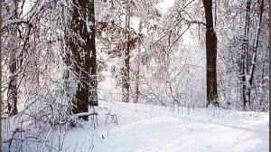 РОЩА ЛЕСНЫЕ САРА Брянск