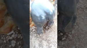 попа