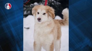 Подопечный Первоуральского Приюта ищет дом!