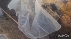 ДЕЛАЮ ТЁПЛЫЕ ГРЯДКИ В ТЕПЛИЦЕ.ПРИРОДНОЕ ЗЕМЛЕДЕЛИЕ.