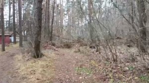 #лес наше богатство