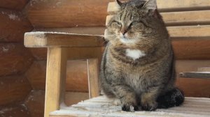 Дневник лесного кота Барсика 11-03-2026