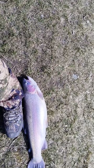 Поймал ОГРОМНУЮ ФОРЕЛЬ