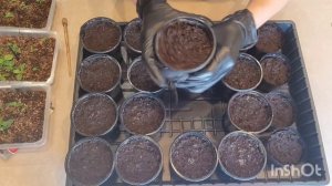 ВСХОДЫ ГЕЛИОТРОПА. ПЕРЕСАЖИВАЮ В СТАКАНЫ
24.02.2026