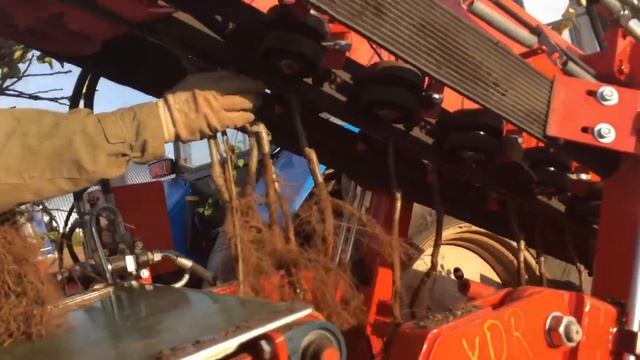 Выкопка саженцев 2018