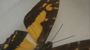 ИЗ МИРА: 203. Eurytides thyastes