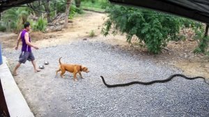 70 животных - героев, которые спасли жизни людей.