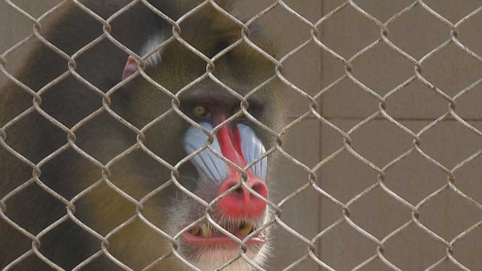 В Сочи исследуют обезьян, чтобы лучше изучить болезни Альцгеймера и Паркинсона