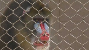 В Сочи исследуют обезьян, чтобы лучше изучить болезни Альцгеймера и Паркинсона