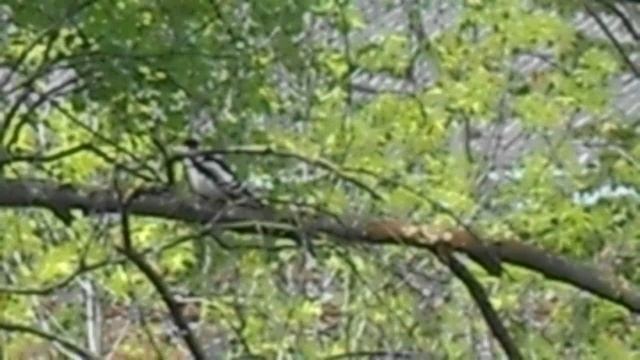 Дятел обрабатывает ветку дерева. Архив весна 2024. DSCN5391