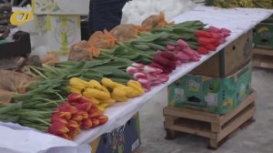 О ЦЕНАХ НА ТЮЛЬПАНЫ В ЖЕЛЕЗНОГОРСКЕ