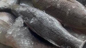 Ланта. За рыбкой