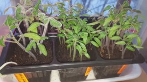 2281.  Рассадный 2026 г.Пикирую томаты от 9 марта посева.