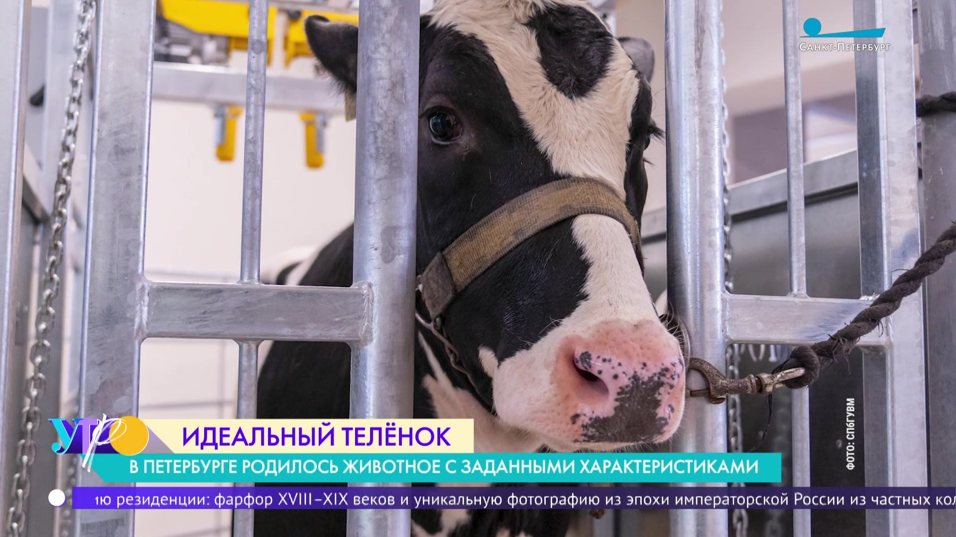 Идеальный телёнок. В Петербурге поставили на поток рождение животных с заданными характеристиками