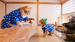 Котики - сборник[1 чaс]