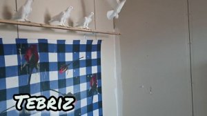 Иранские голуби Тебризы.