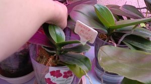 мои ЗАБРОШЕННЫЕ орхидеи дали пять цветоносов 🙏🤗❤обзор на остатки