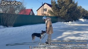 Дрессировка собаки