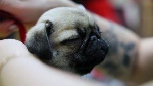 История одного щенка