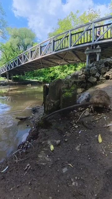 Серая крыса