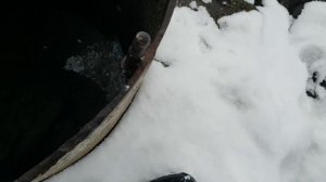 20260103 Большая умная лягушка зимует в роднике Левый берег реки Орлик город Орёл парк Победы ключ г