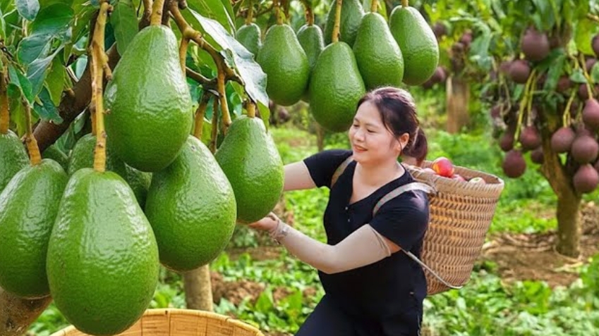 Сельская жизнь, собираю свежие авокадо, готовлю традиционное блюдо.