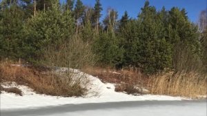 Песни весеннего леса.