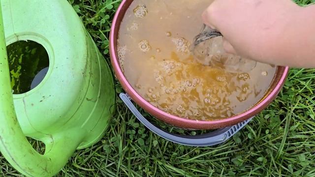 1 ложку на ведро воды и земля как новая, здоровая, плодородная, для большого урожая на года #огород