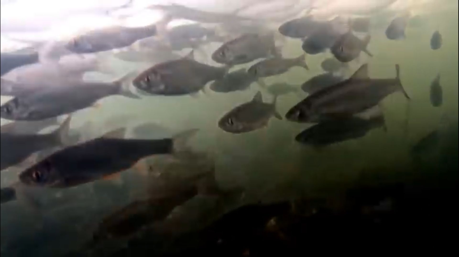 Елец на реке зелинда. Взгляд из подольда