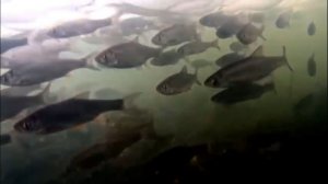 Елец на реке зелинда. Взгляд из подольда