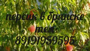 Персик , снимаем укрытие .