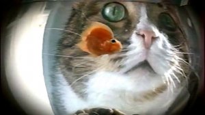 Kitekat - еда энергичных кошек (в гостях у Бориса)