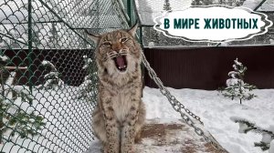 Омлет в духовке /Диалог с животными /Завтрак из остатков продуктов