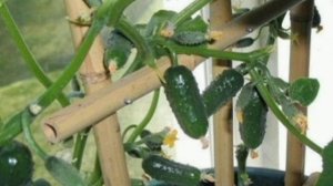 Огурцы дома круглый год: простой способ вырастить их на подоконнике.