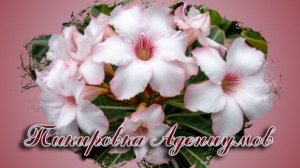 Пикировка сеянцев адениума