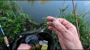 ЗЕРКАЛНЫЙ КАРП на КуКУРУЗУ..Лесное Озеро (5)