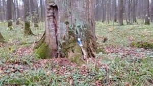 165 2020.11.01_12.20.46 Маня у огромного дуба.