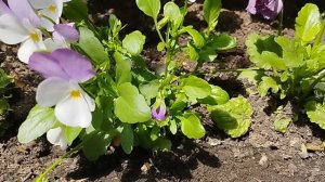 Виолы в саду. Сезон 2025. Регион Южный Урал.