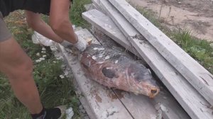 Мой фильм      Волжская рыба.....