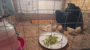 Занимаюсь рассадой 🍅🥒В огороде полно дел🌞😋Трудимся вдвоем😍Достали собаки🙄😎