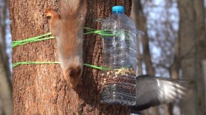 Белки. Зарисовка